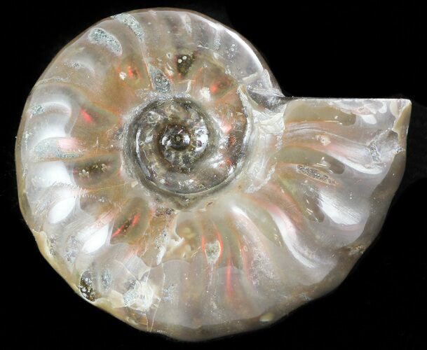 Flashy Red Iridescent Ammonite - Wide #45793